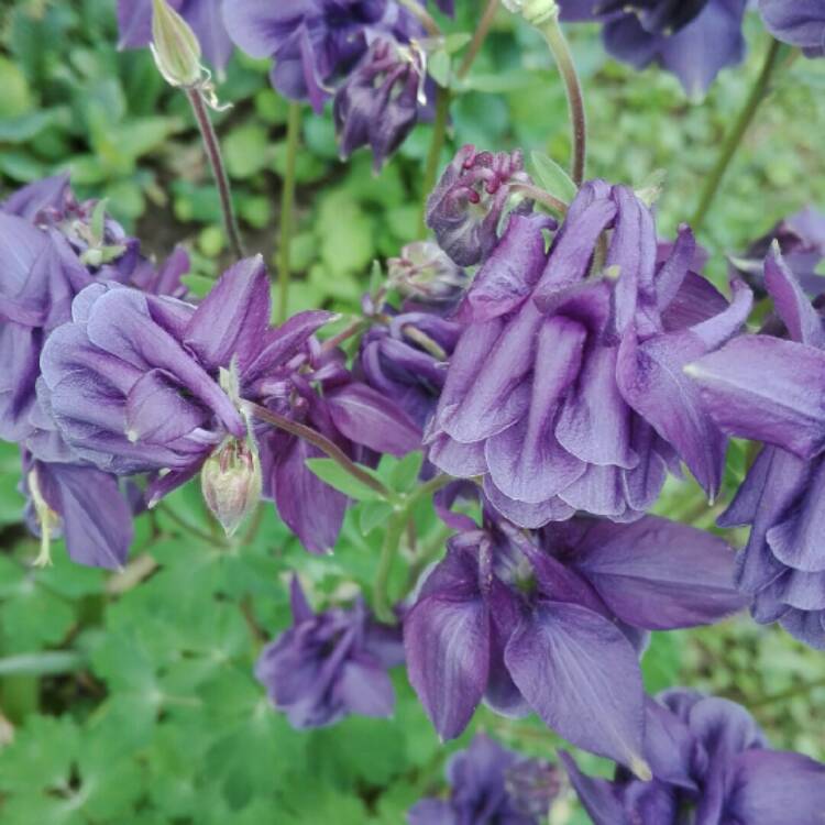 Plant image Aquilegia Vulgaris 'Purple Emperor'