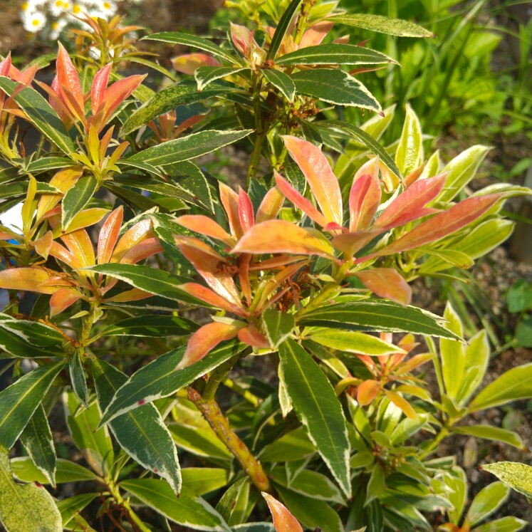 plant image 104767