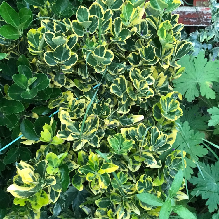 Plant image Euonymus fortunei 'Golden Harlequin'
