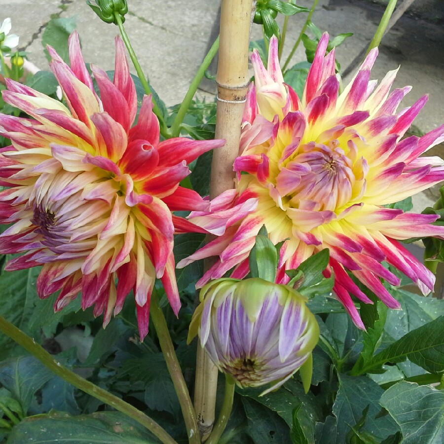 Plant image Dahlia 'Tahiti Sunrise'