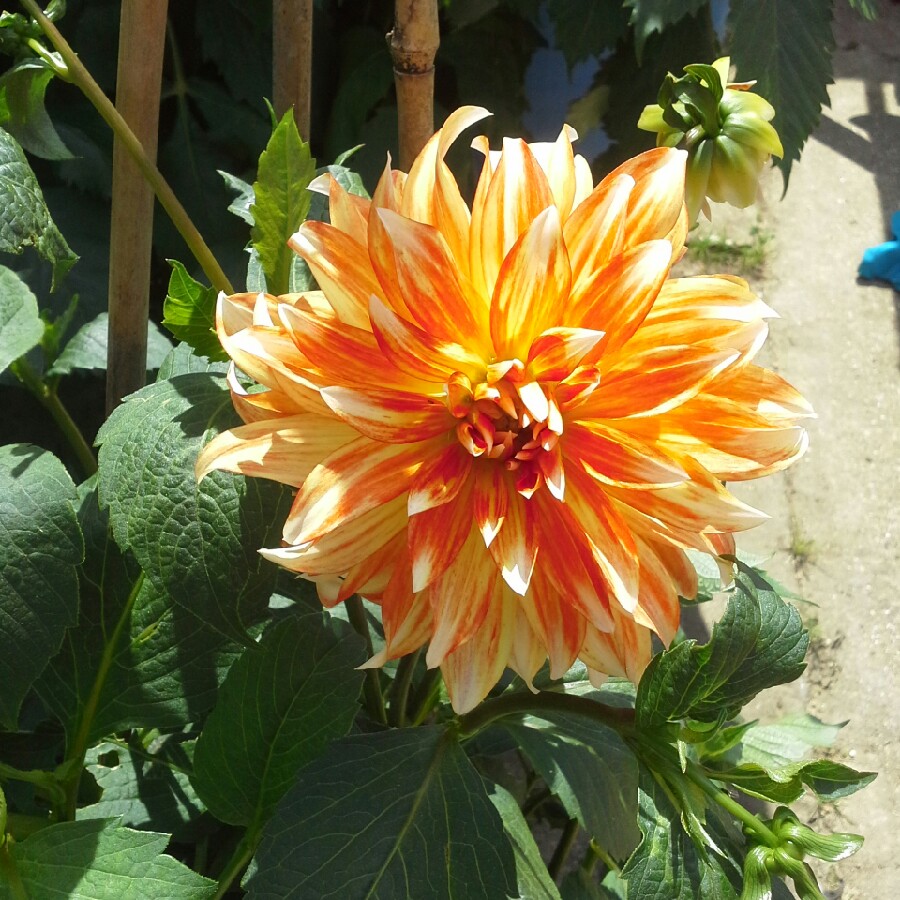 Tina's garden