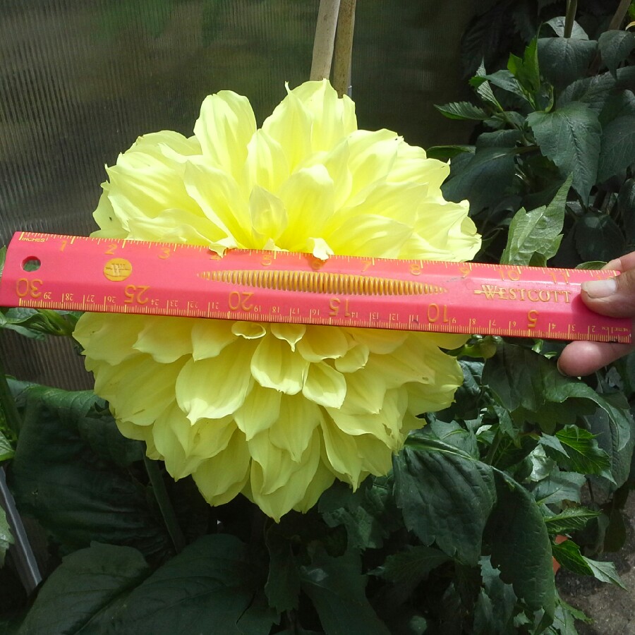 Dahlia 'Tahiti Sunrise'
