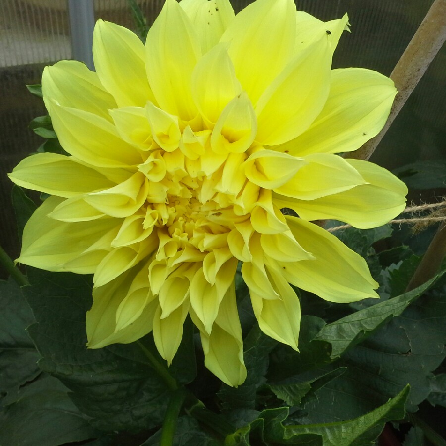 Plant image Dahlia 'Dahlinova Hypnotica Yellow' (Dahlinova Hypnotica Series)