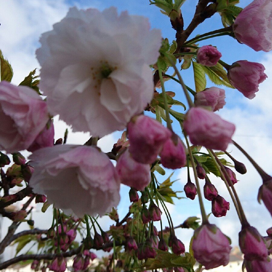 Plant image Prunus Matsumae-fuki
