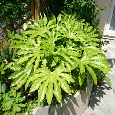Japanese Aralia