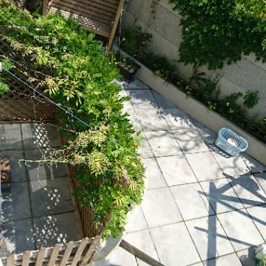 Japanese Wisteria