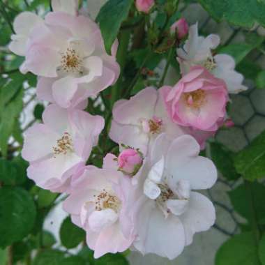 Beth's garden