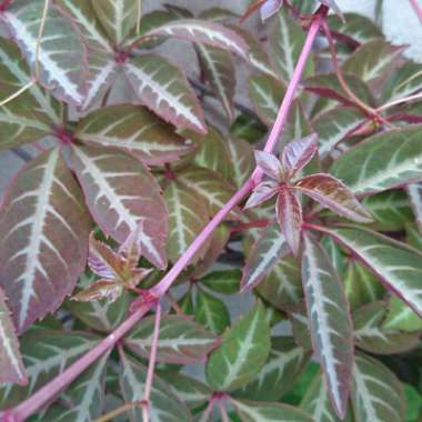 Beth's garden