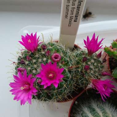 Rose Pincushion Cactus