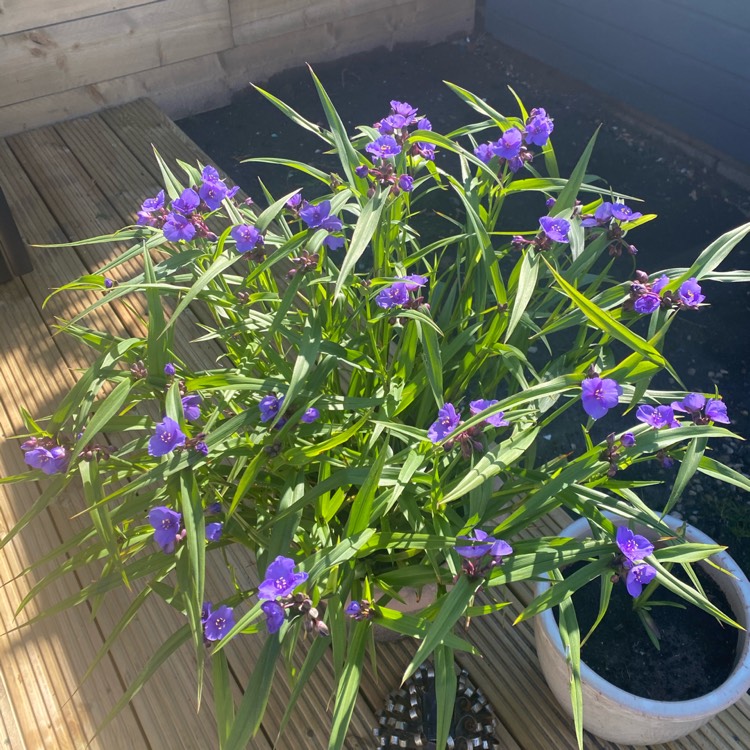 Plant image Tradescantia (Andersoniana Group) 'Sweet Kate'