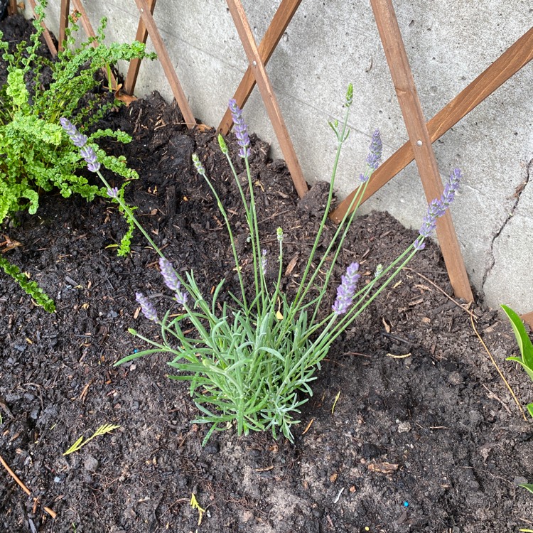 Plant image Lavandula stoechas 'Silver Anouk' (Anouk Series)