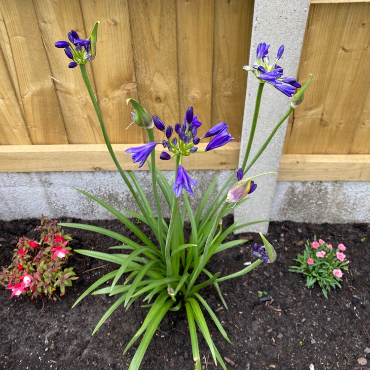 Plant image Agapanthus 'Northern Star'