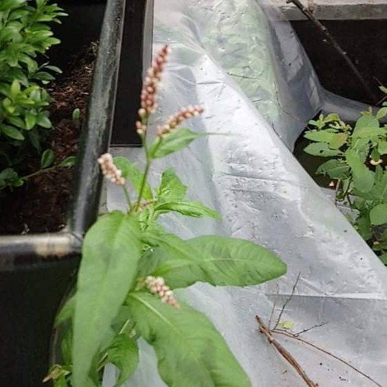 Plant image Persicaria