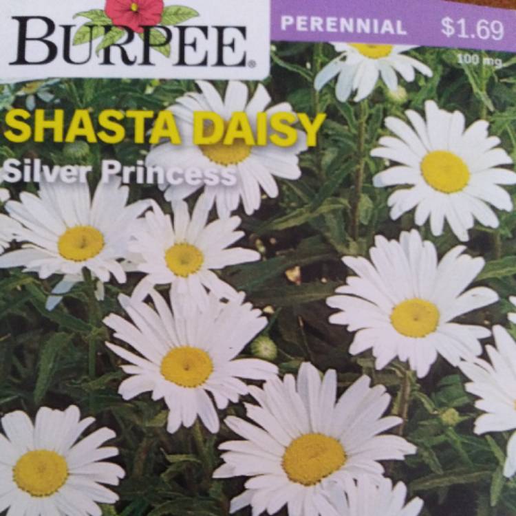 Plant image Leucanthemum x superbum 'Silver Princess'