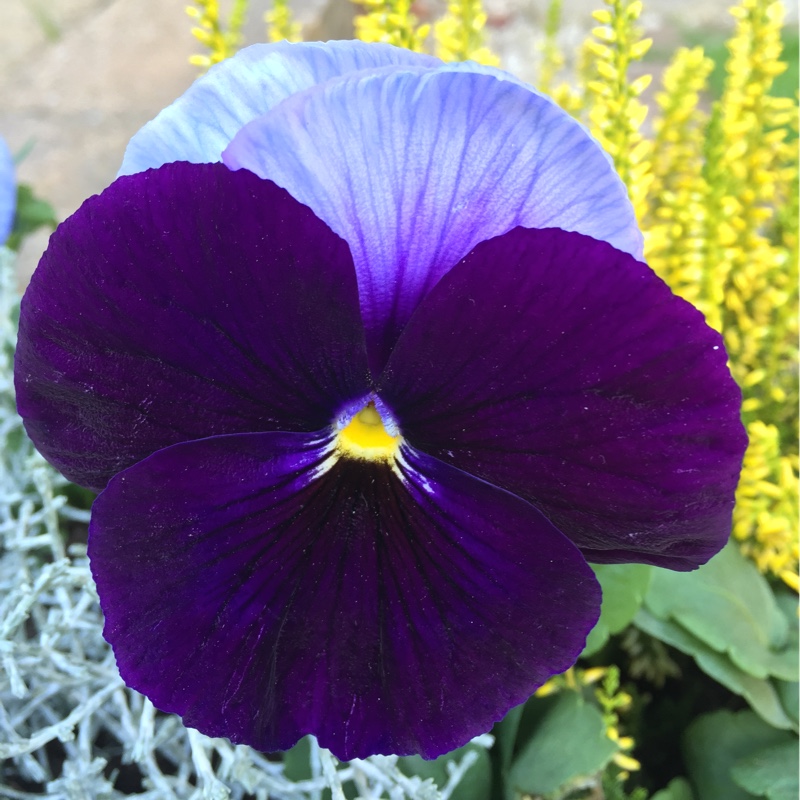Pansy