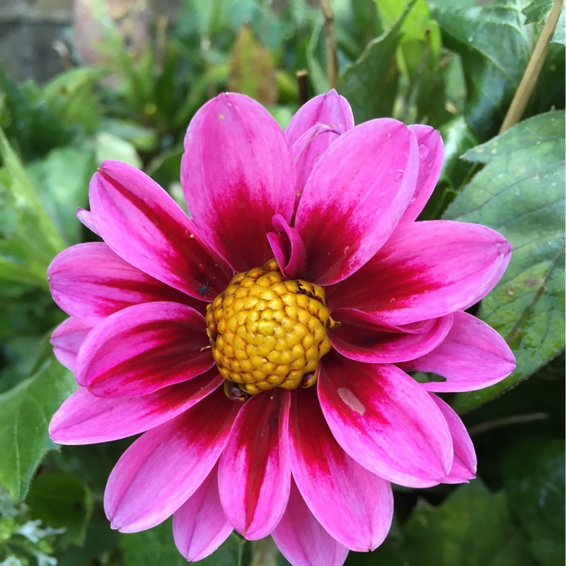Plant image Dahlia 'Blended Beauty'