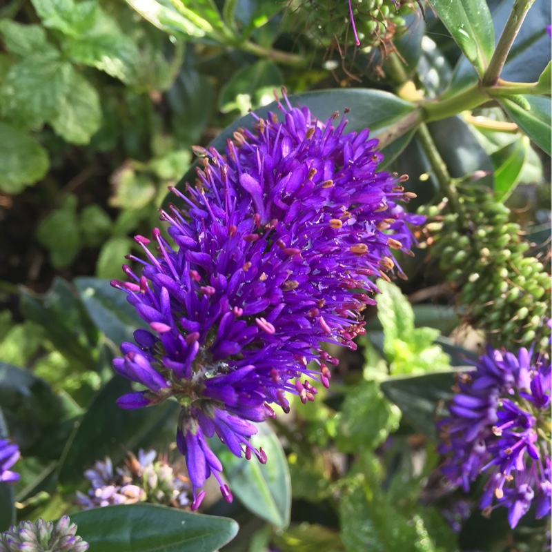 Plant image Hebe 'Midsummer Beauty'