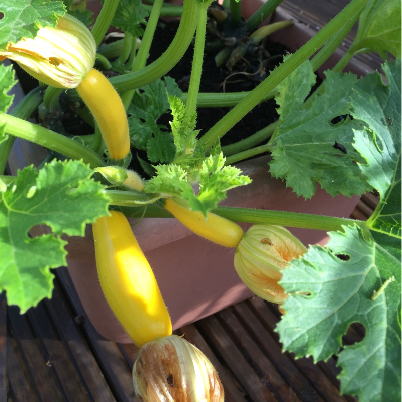 Plant image Cucurbita Pepo var. Cylindrica 'Atena'