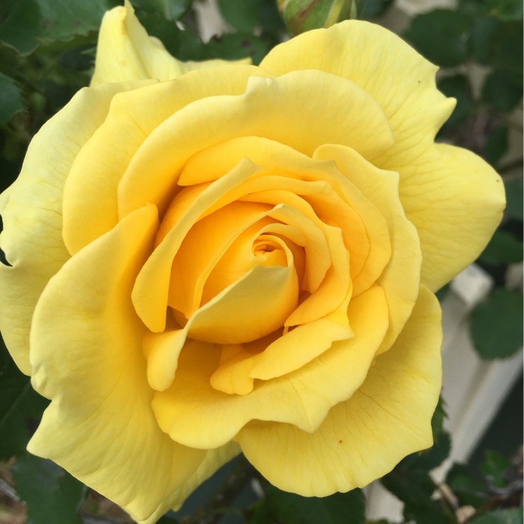 Plant image Rosa 'Yellow Brick Road'