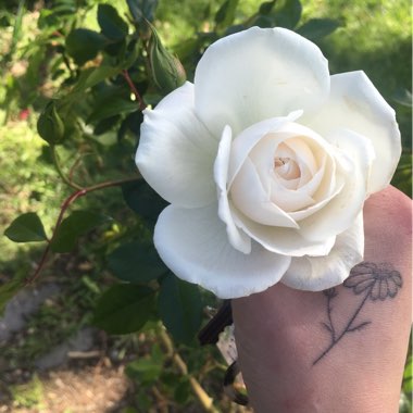 Rosa 'Princess Of Wales Hardinkum'