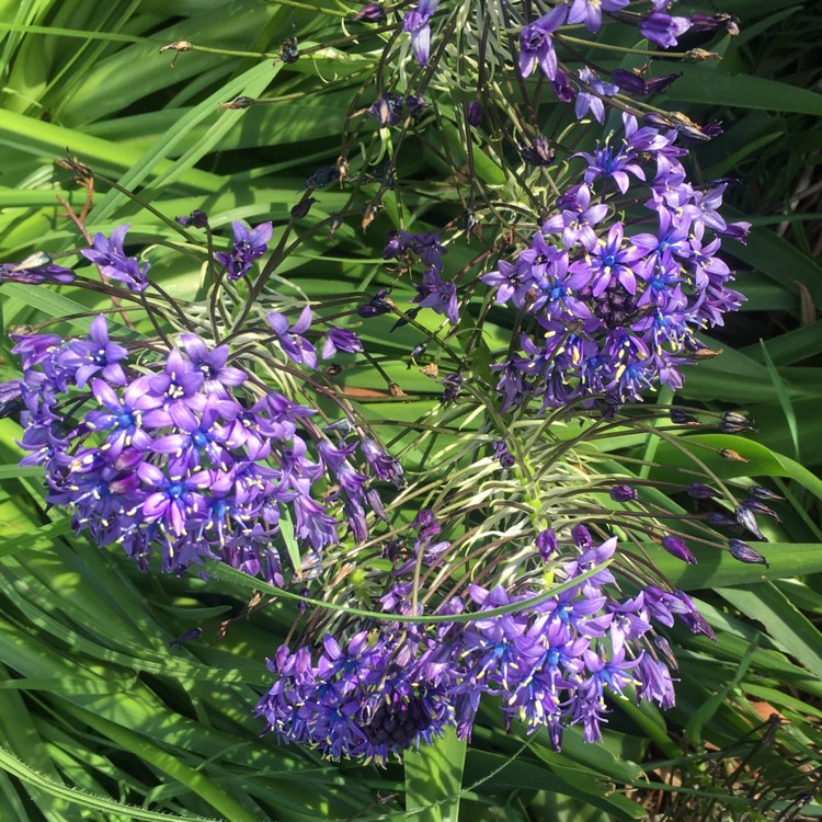 Plant image Scilla peruviana