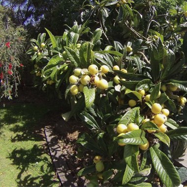 Eriobotrya japonica