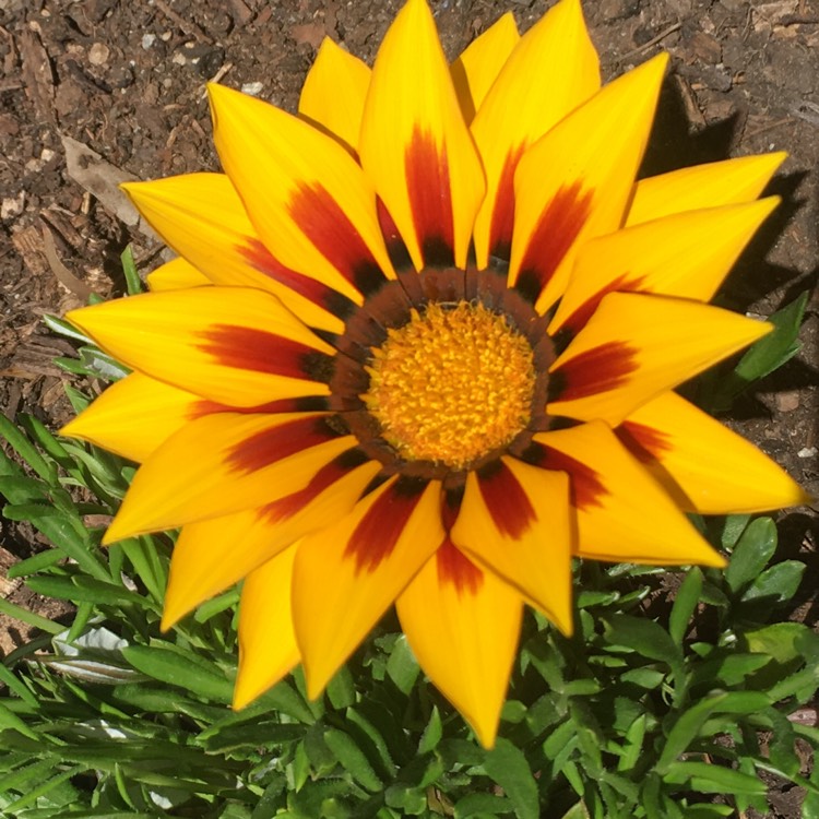 Plant image Gazania 'Daybreak Red Striped'