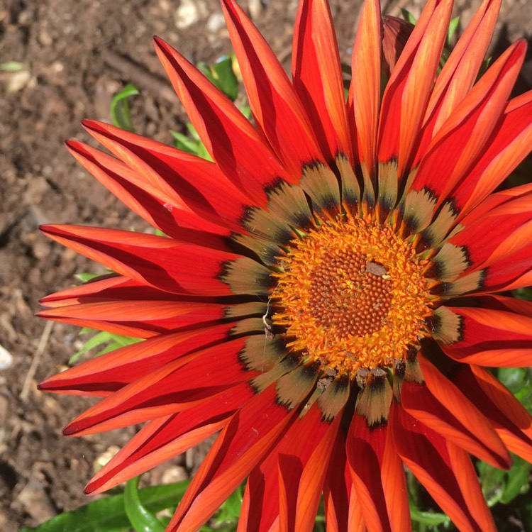 Plant image Gazania rigens 'Kiss Bronze'