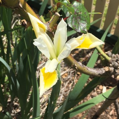 Iris x hollandica 'White Wedgewood'