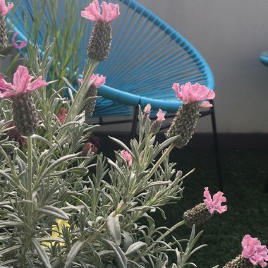 Lavandula
