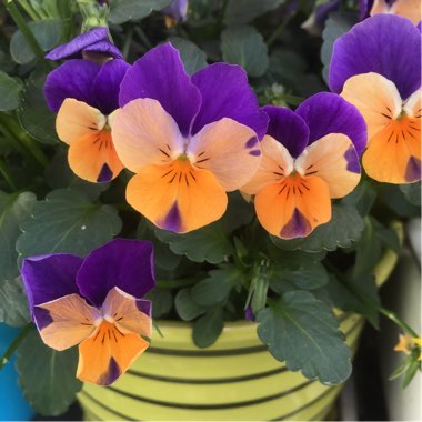Viola 'Sorbet Orange Jump Up'