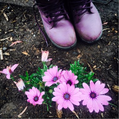 Osteospermum