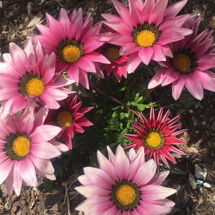plant image 275186