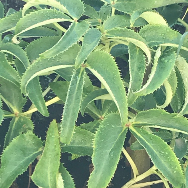 plant image 841853