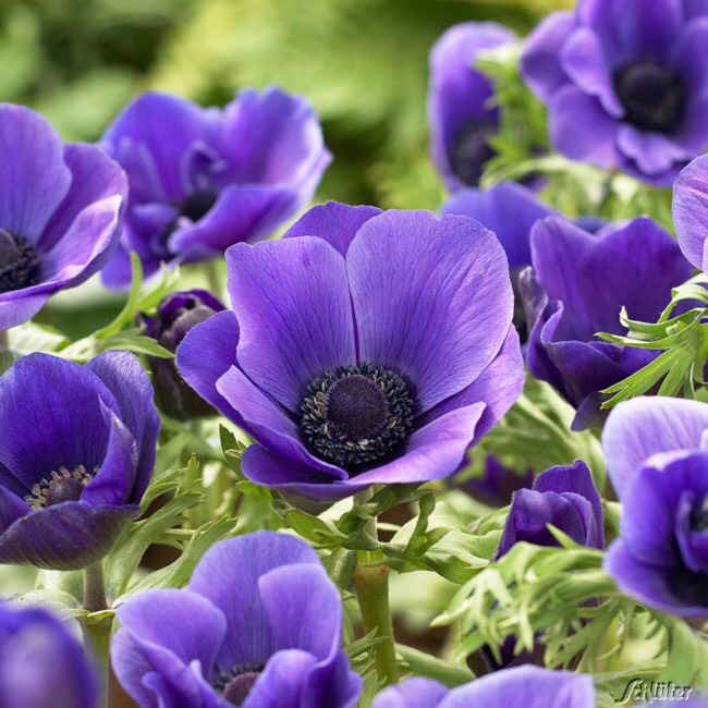 Plant image Anemone coronaria de caen 'Mr Fokker'