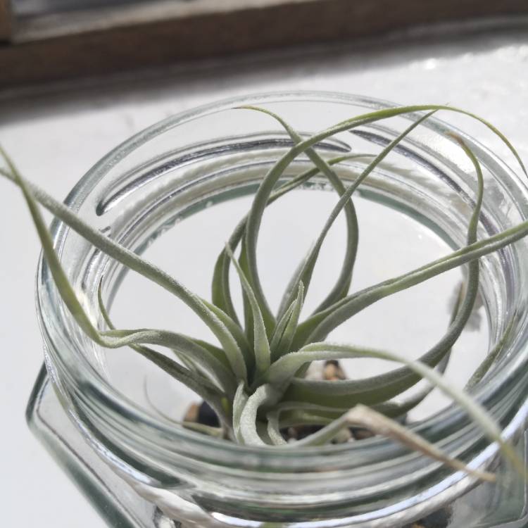 plant image 1160578
