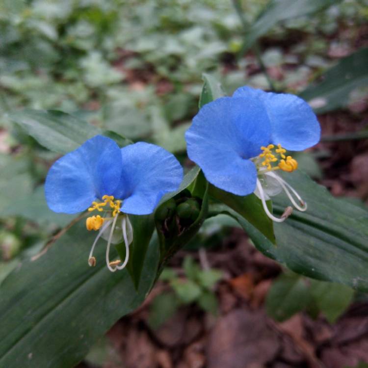Plant image Tinantia anomala syn.Tradescantia anomola, Tradescantia texensis