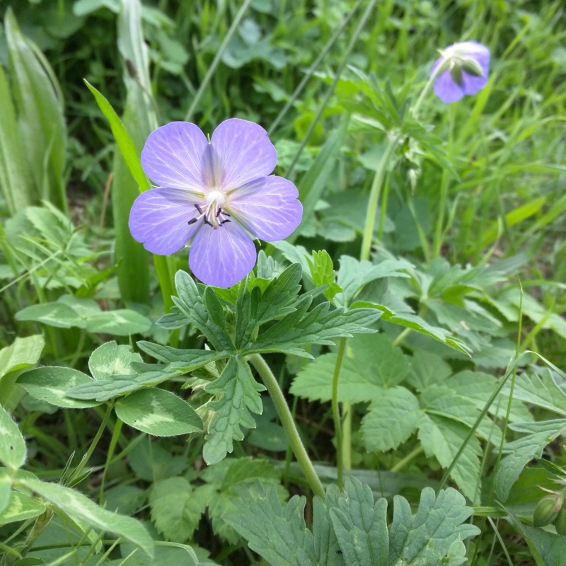 Geranium pratense 'Plenum Caeruleum'