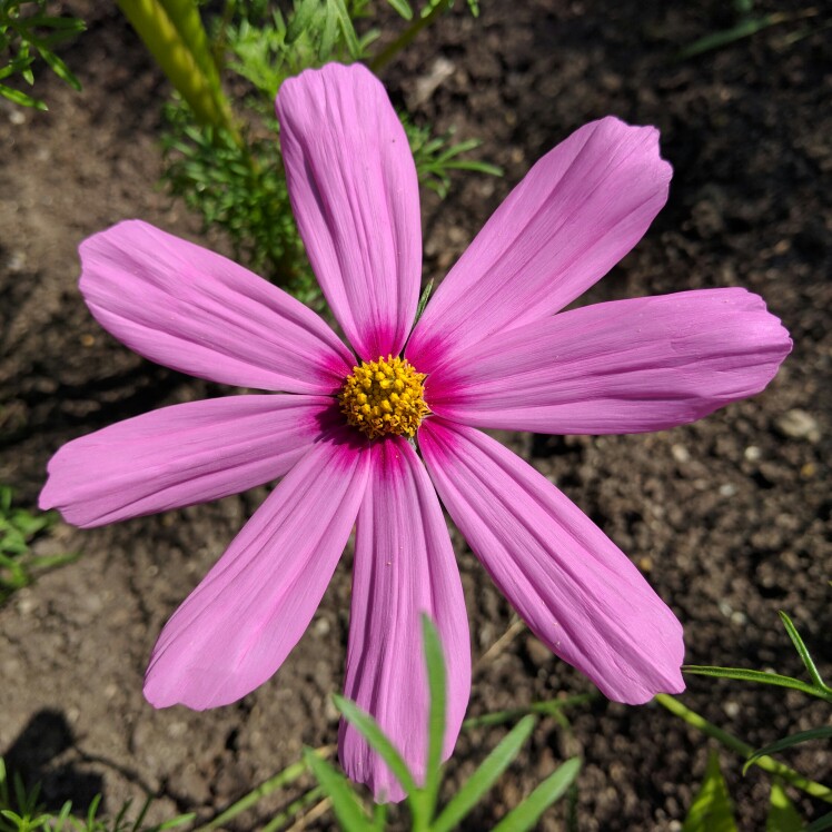 plant image 136774