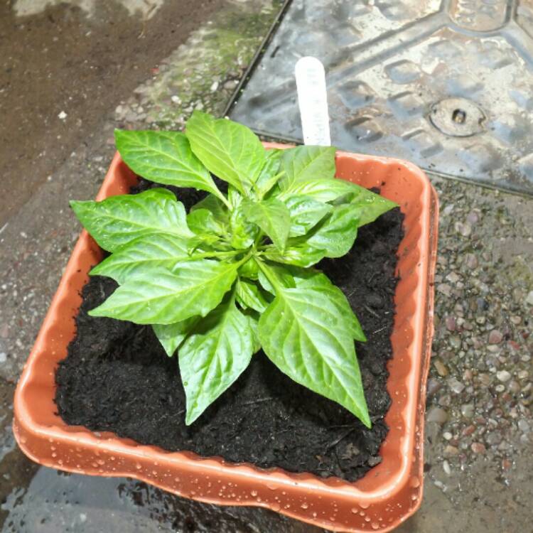 plant image 270758