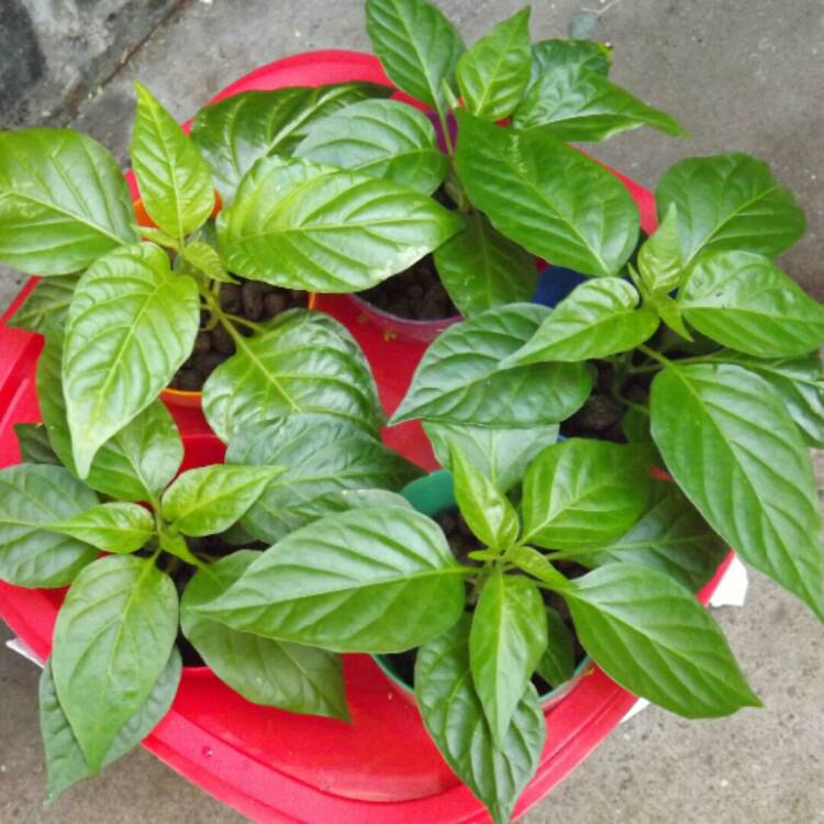 Plant image Capsicum Chinense 'Habanero'
