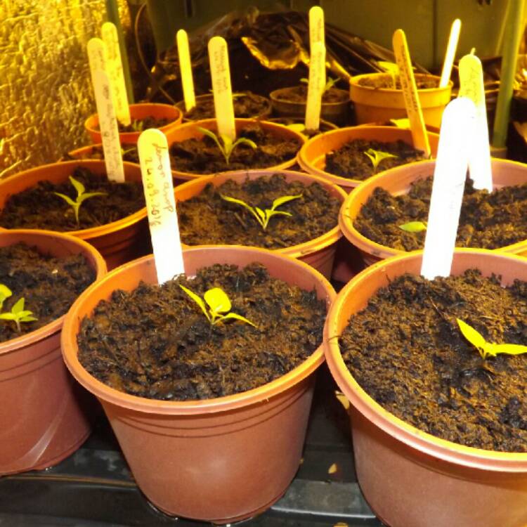 Plant image Capsicum baccatum 'Lemon Drop'