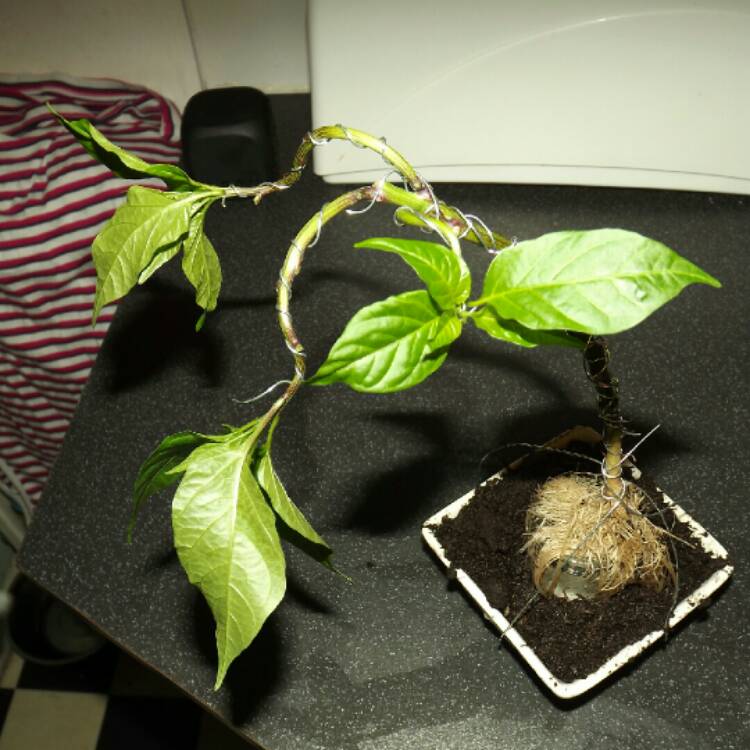 plant image 278132 plant image 278132