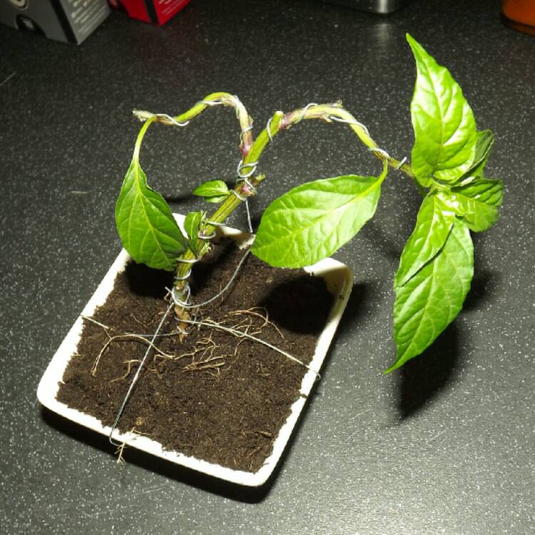 plant image 278133 plant image 278133
