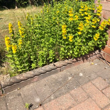 Luke's garden