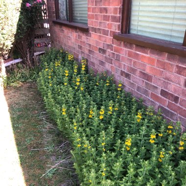 Luke's garden