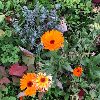 Avens 'Totally tangerine'