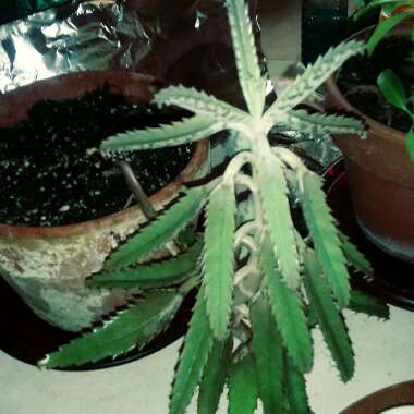 Mother of Thousands