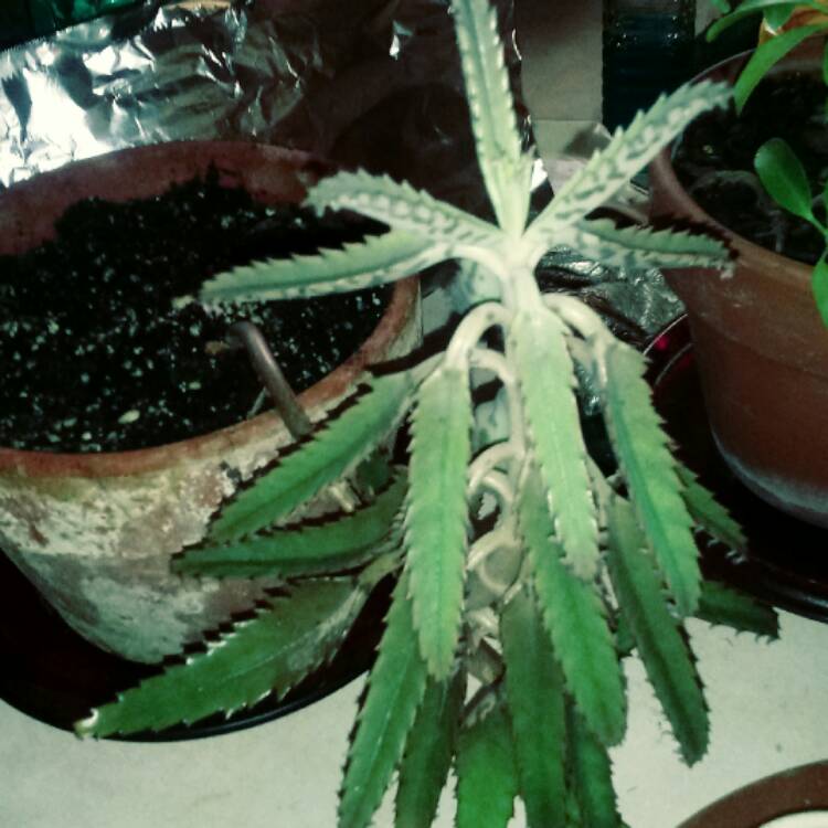 plant image 569170