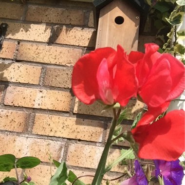 Sweet Pea